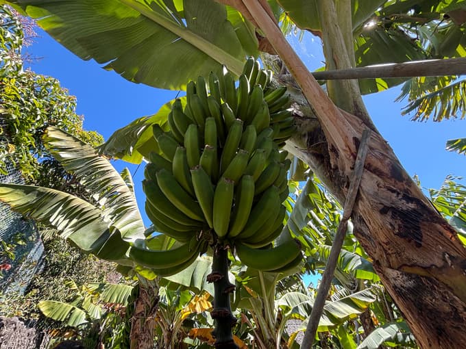 Na Madeiri je veliko plantaž banan. Tamkajšnje banane so precej manjše od tistih v naših trgovinah, zato jih večinoma ne izvažajo, ampak jih porabijo domačini sami.