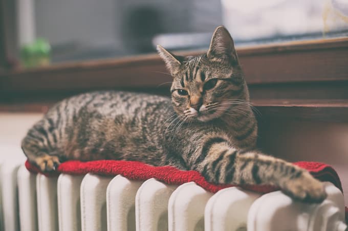 Odkrijte 5 najpogostejših napak, s katerimi nezavedno jezite svojo mačko