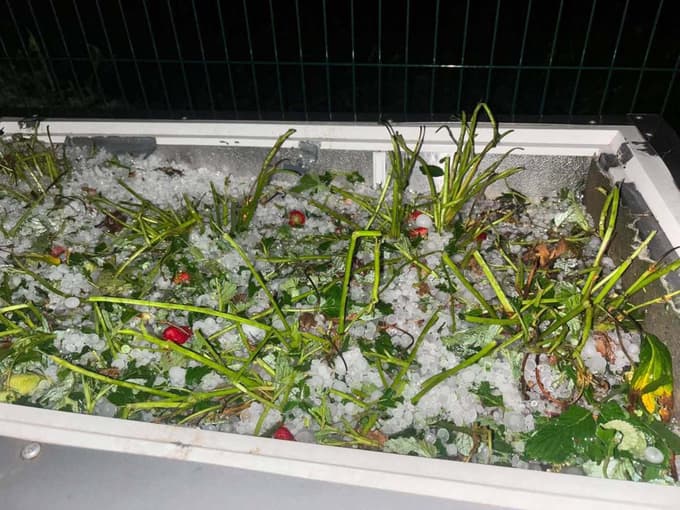 (FOTO) V Spodnjem Podravju toča največ škode pustila kmetijstvu