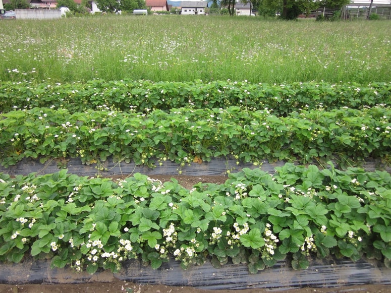 Glavna fotografija članka:Kje najbolje uspevajo jagode?