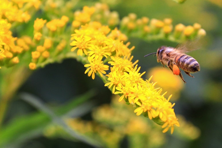 Ob mednarodnem dnevu biotske raznovrstnosti se izpostavlja pomen opraševanja za zagotavljanje kakovostne lokalne hrane in prehranske varnosti.