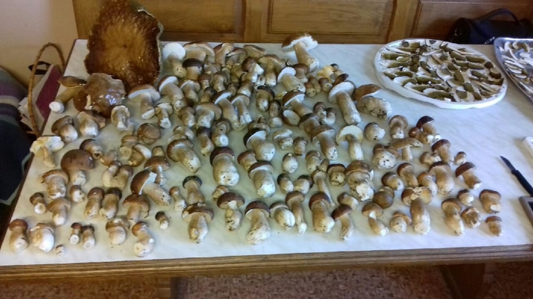 Gobe letos lepo rastejo.