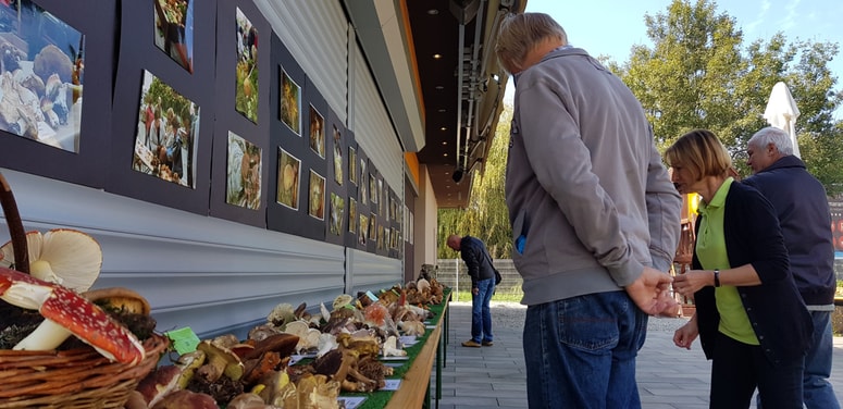 Trenutno gobanov ni veliko, so pa člani društva našli pisano zbirko različnih vrst.
 