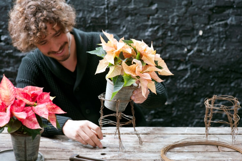 Glavna fotografija članka:Izdelajte sami: Žičnata stojala za božične zvezde v štirih korakih

