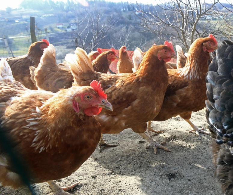 Fotografija je simbolična
