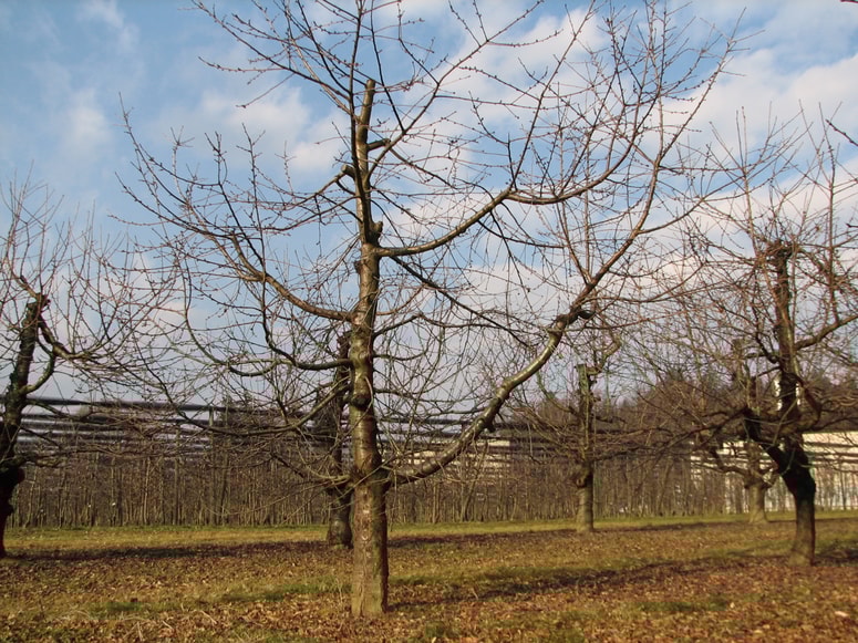 Lepo oblikovana os, lažja rez in pravilno oblikovano drevo.