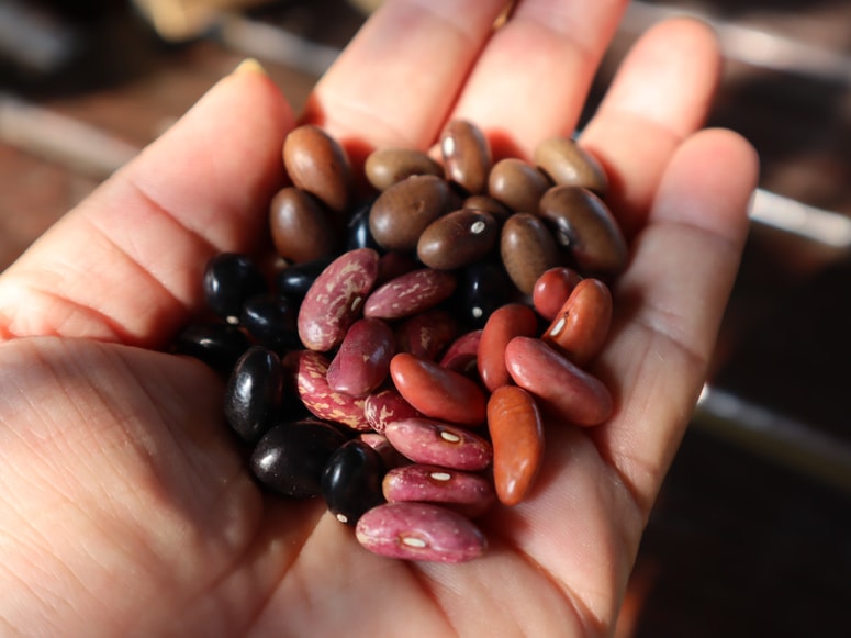 Nekoč je bil fižol najbolj pomembna zelenjadnica v zimski prehrani Slovencev.