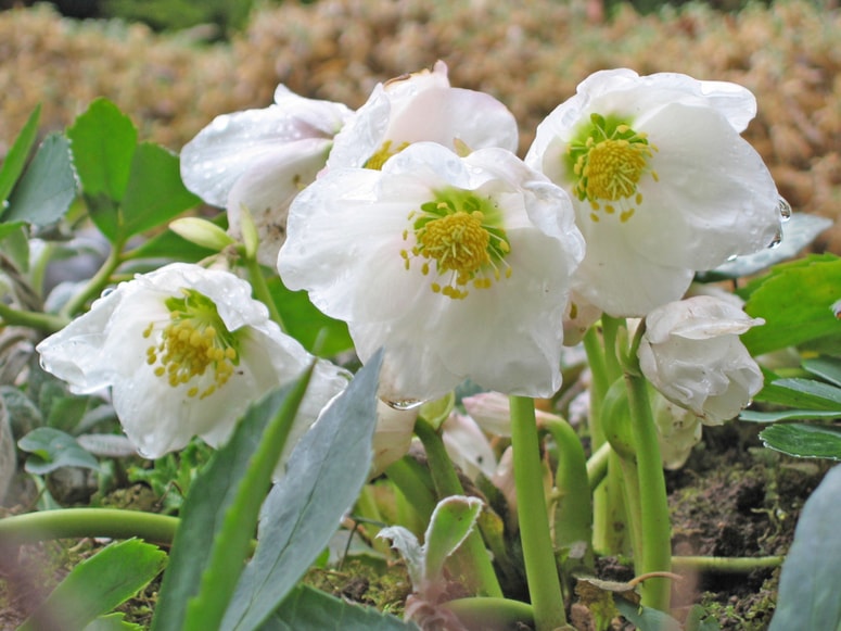 Glavna fotografija članka:Teloh je cvetoči dragulj, ki se prebudi že sredi zime