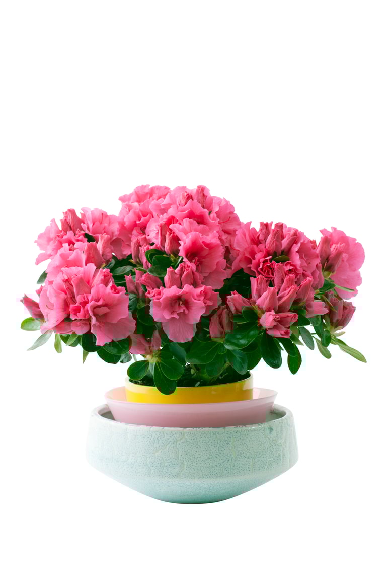 Glavna fotografija članka:Azaleja je občutljiva lepotica, ki ljubi hladno