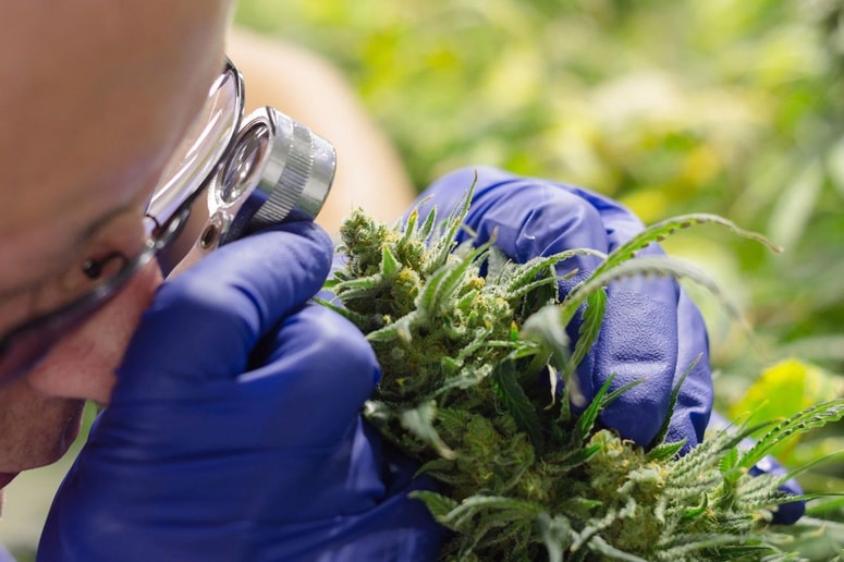 Dokazov randomiziranih kontroliranih raziskav o učinkovitosti izdelkov iz medicinske konoplje pri zdravljenju kronične bolečine je občutno premalo. Foto: Profimedia