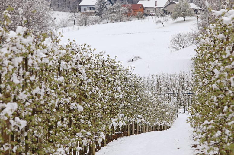 Glavna fotografija članka:Aprilski rekord: Tako hladno ni bilo v zadnjih 70, morda celo v več kot 100 letih