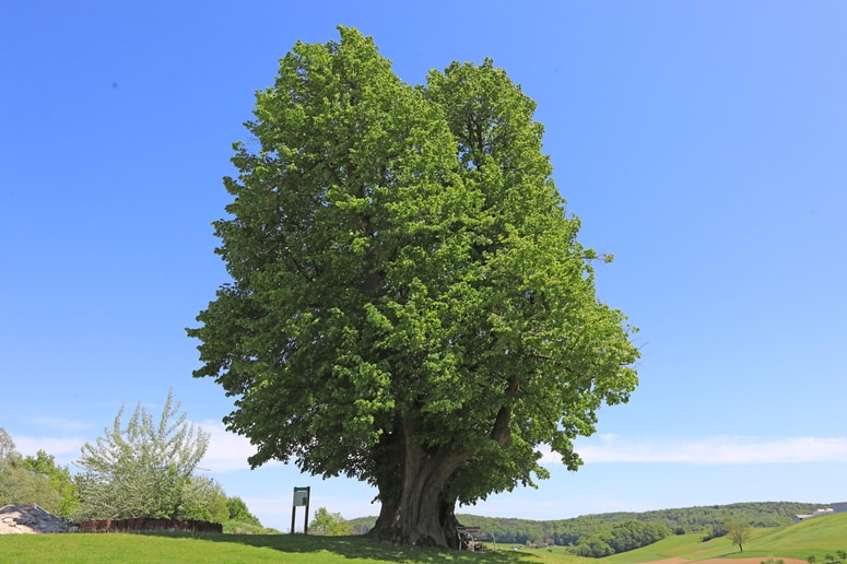 Knezarjeva lipa je najdebelejše drevo v mestni občini Maribor. Foto: Sašo BIZJAK