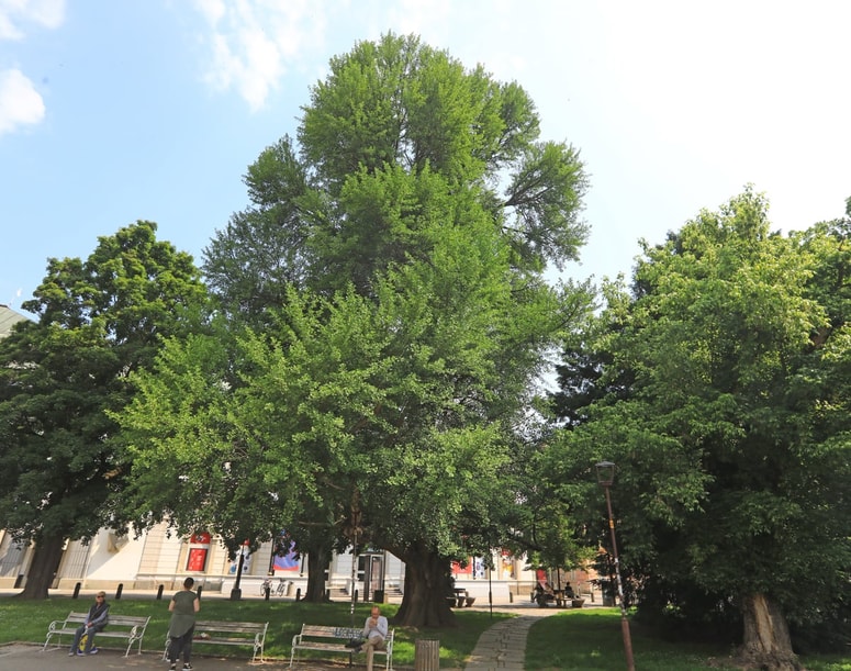 Ginkovo drevo v parku pred SNG Maribor 