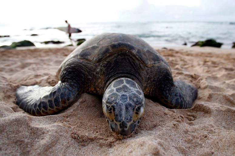 Glavna fotografija članka:Med opazovanjem gnezdenja morskih želv na plaži našel kokain, vreden več kot milijon dolarjev