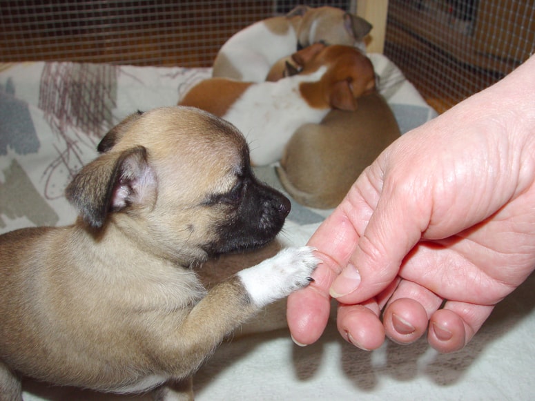 Glavna fotografija članka:Pasji mladički so rojeni za komunikacijo z ljudmi