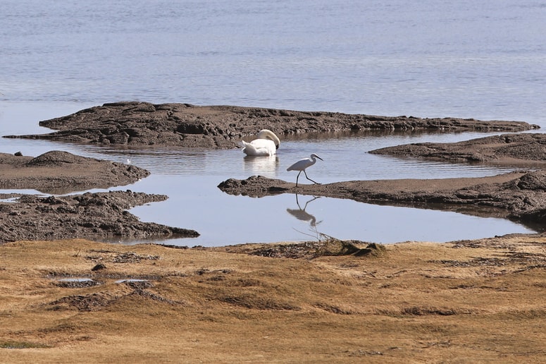 Glavna fotografija članka:Poseben vlažilni fluid iz muljastih alg dobre stare Drave. Domača proizvodnja, lokalno in varno