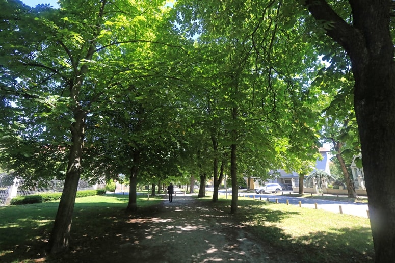 Divji kostanji so bili v Tomšičevem drevoredu zasajeni konec 19. stoletja. Foto: Igor NAPAST