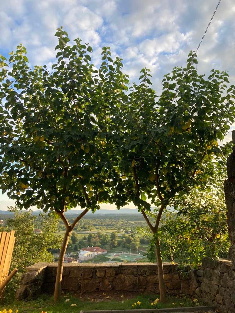 Bela murva Foto: Borut Ambrožič
