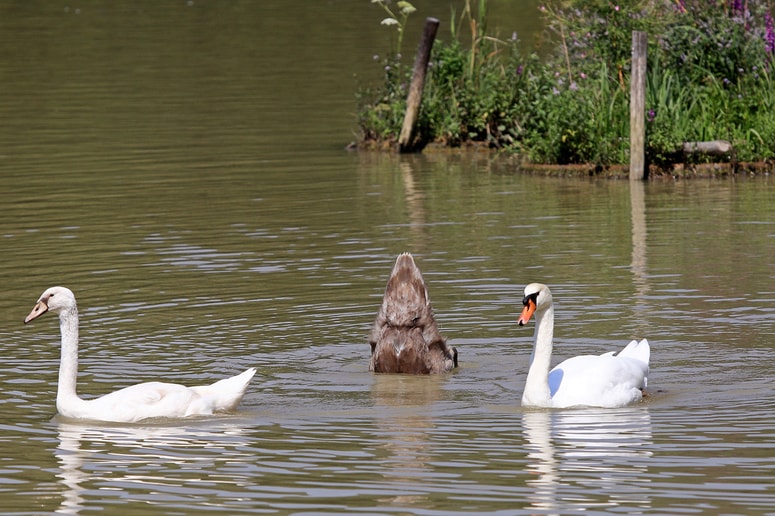 Zdaj ni pravi trenutek za približevanje labodom, opozarjajo pri Upravi RS za varno hrano, veterinarstvo in varstvo rastlin.
