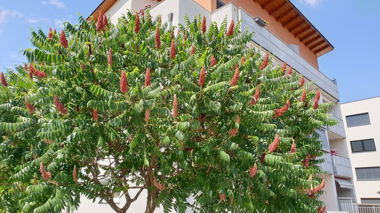 Octovec ima dežnikasto krošnjo. 