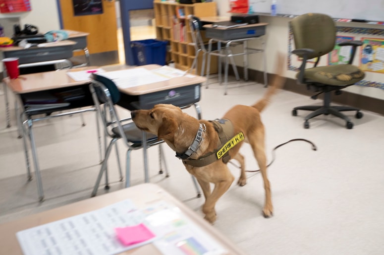 V ameriških šolah so se pri iskanju koronavirusa dobro obnesli. 