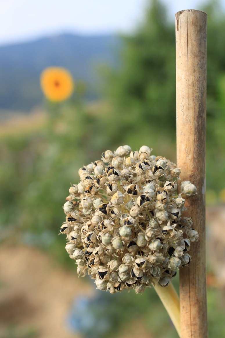 Glavna fotografija članka:Kako in kdaj pobrati semena zelenjadnic na domačem vrtu?