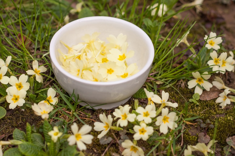 Glavna fotografija članka:Trobentice: Vanje lahko zatrobite in jih tudi pohrustate