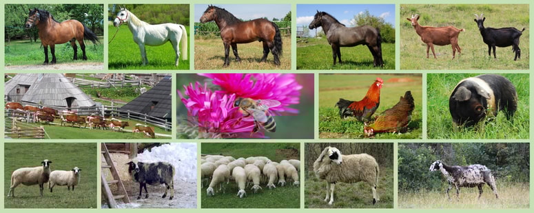 Avtohtone pasme v Sloveniji