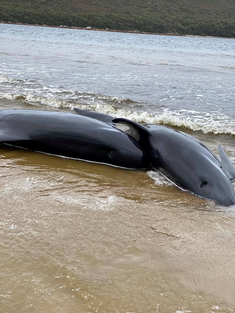 Dead pilot whale calves lie on the beach in Macquarie Heads, Tasmania, Australia September 22,2020 in this picture obtained from social media. Bilal Rashid via REUTERS THIS IMAGE HAS BEEN SUPPLIED BY A THIRD PARTY. MANDATORY CREDIT. NO RESALES. NO ARCHIVES. 