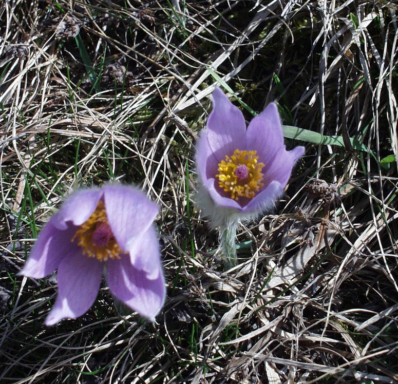 Pomembno je ohraniti prav vsak cvet. 