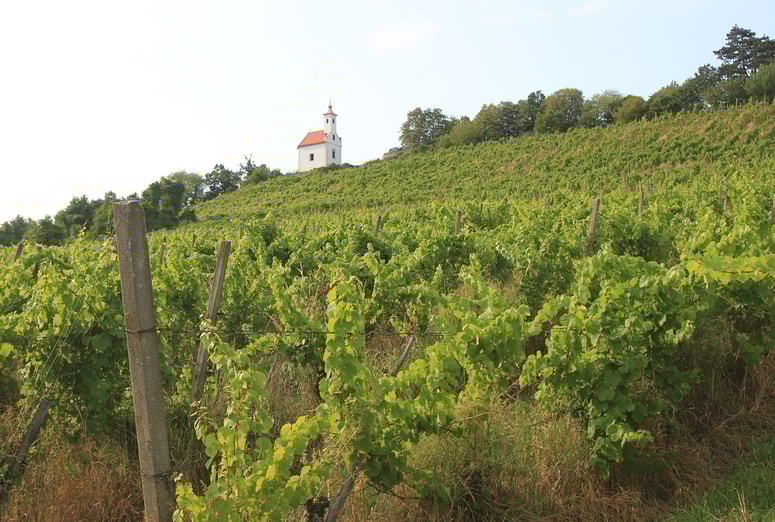 Grozdje za znamenitega pekrčana je raslo pod Pekrsko gorco. 