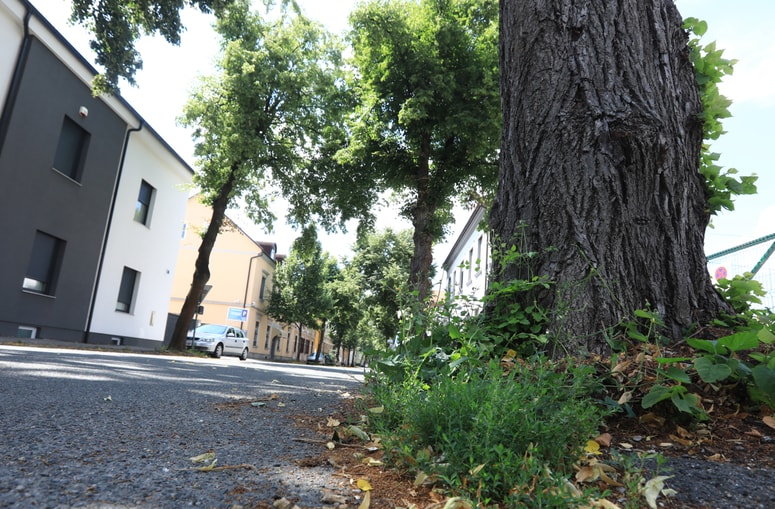 Glavna fotografija članka:Drevored na Cesti zmage: Večina dreves je vitalnih. In zdaj?