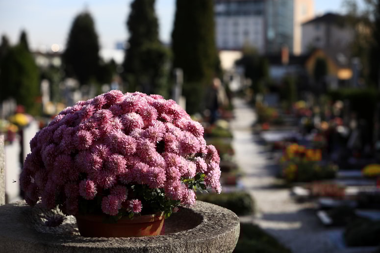 Zasajeno cvetje vzdrži dlje kot rezano. 