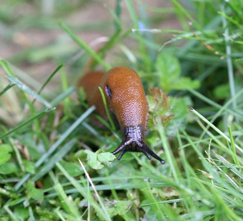 V vlažnih obdobjih na sceno stopijo polži. Za seboj puščajo obgrizene liste in velike luknje, največ škode pa povzročijo na solati, mladem zelju in bučkah. Fotografija je simbolična. 