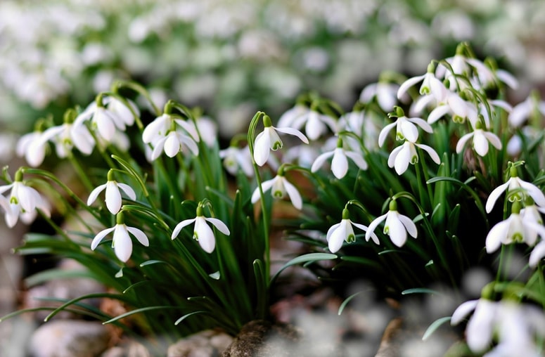 Kakor so nežne te cvetlice, pa so glede mraza bolj podobne trpežni koprivi. 