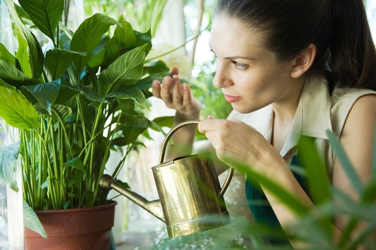 Poleg vode igra ključno vlogo svetloba.