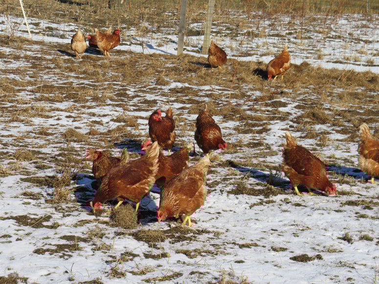 Pri nesnicah na Gorenjskem odkrili ptičjo gripo. 