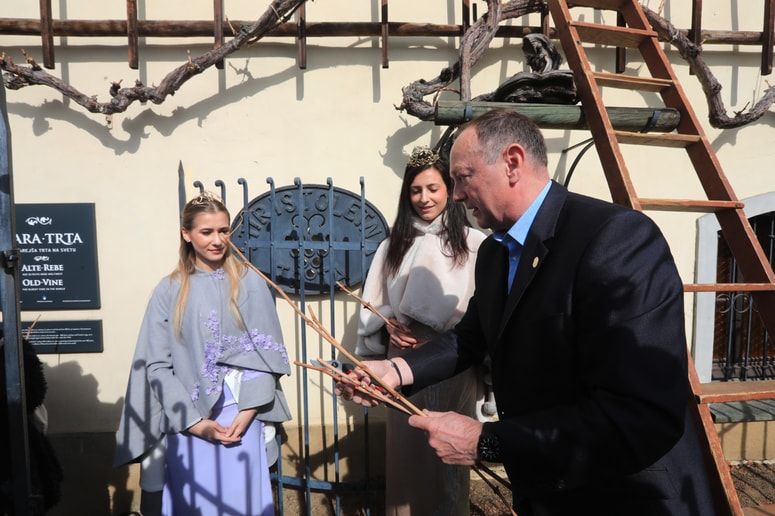 Rez najstarejše trte je tradicionalni protokolarni dogodek, saj ob tej priložnosti mesto Maribor poklanja cepiče izbranim prijateljskim mestom in občinam doma ter po svetu. 