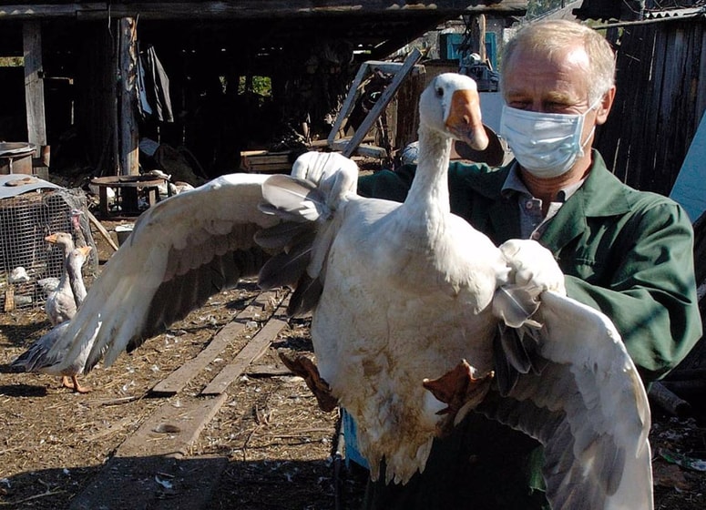 Največ antibiotikov se uporabi pri živinoreji.
