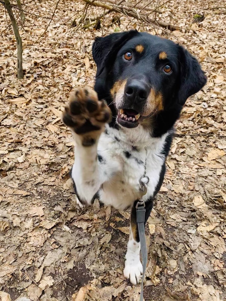 Reksi ima rad naloge.
