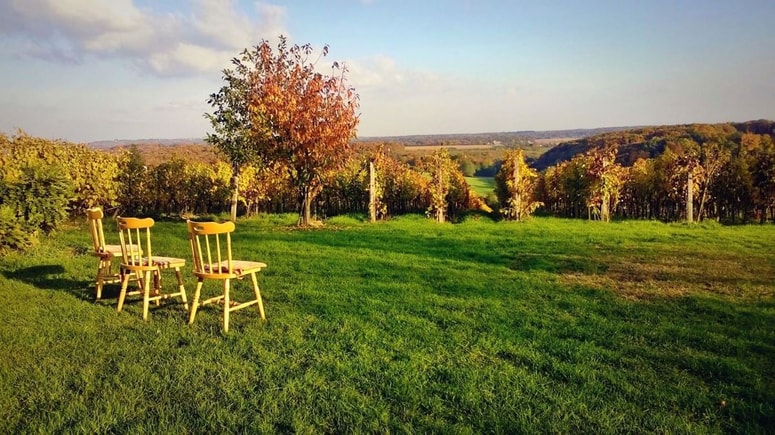 Pri Mundovih skrbijo za štiri hektarje vinograda. Večino grozdja prodajo.

