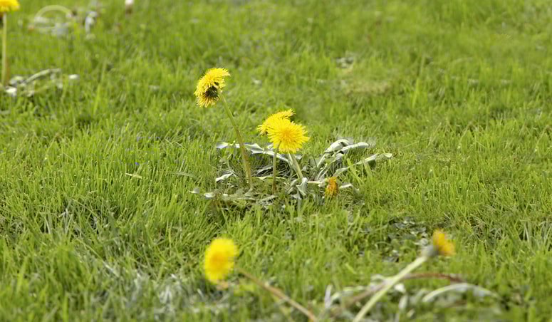 Plevel je vsaka neželena rastlina, ki se naseli na trati, potkah, gredicah in v režah ob terasi ter hiši.
