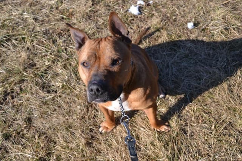 Tysona so že dvakrat vrnili.
