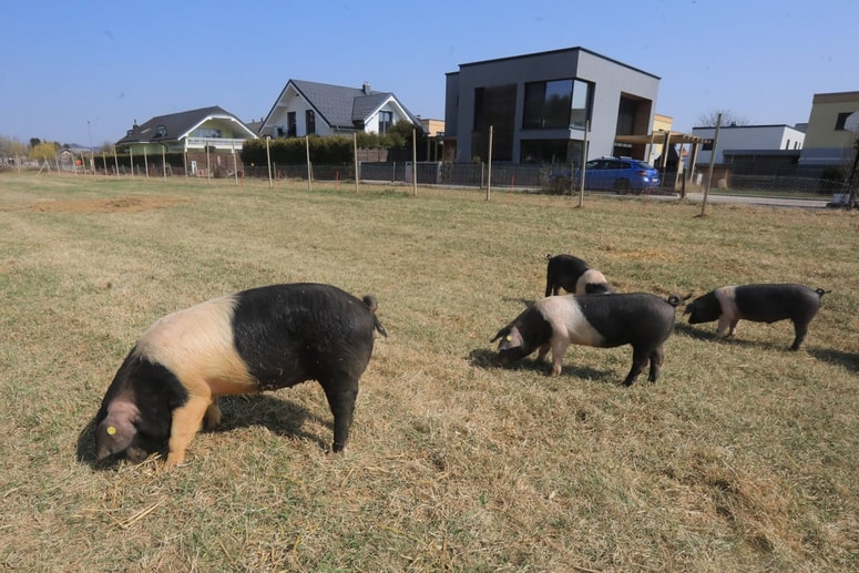 Za zaščito domačih prašičev pred nevarno boleznijo je pomembno, da so z varno in visoko ograjo ločeni od divjih.

 