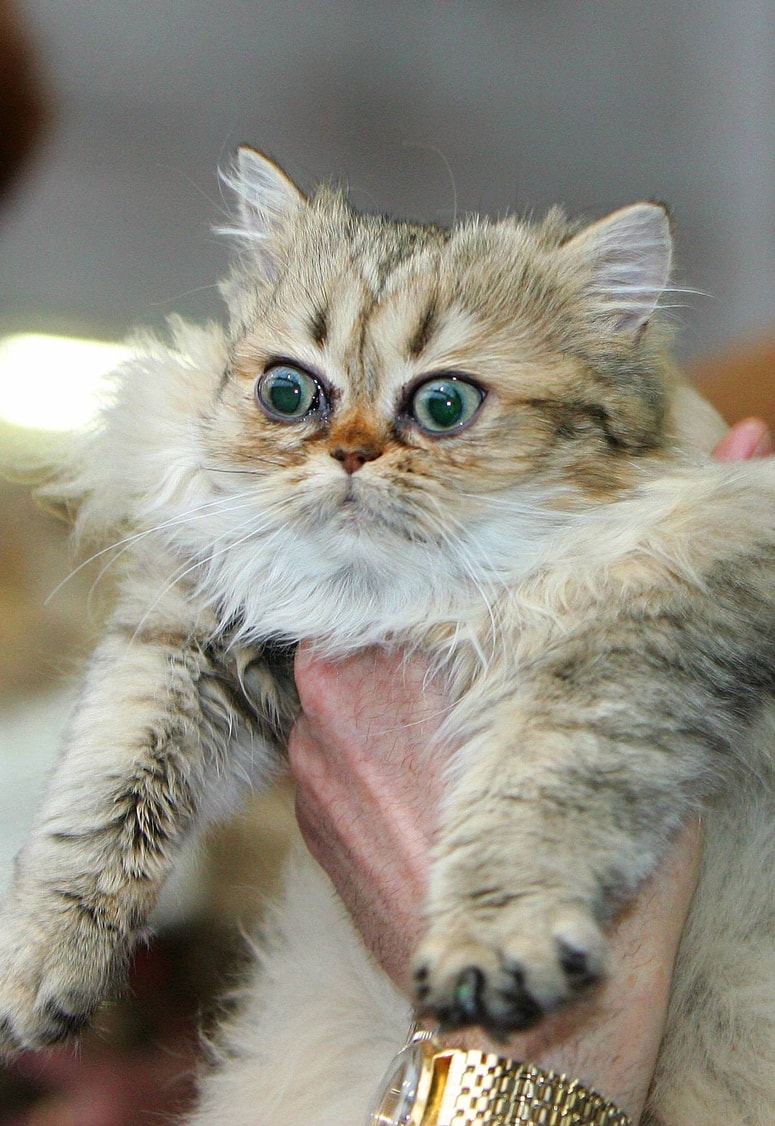 Glavna fotografija članka:Vaša mačka sovraži kopanje? To je razlog ...
