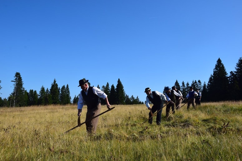 Kosci pri košnji volčiča na Ostruščici 
