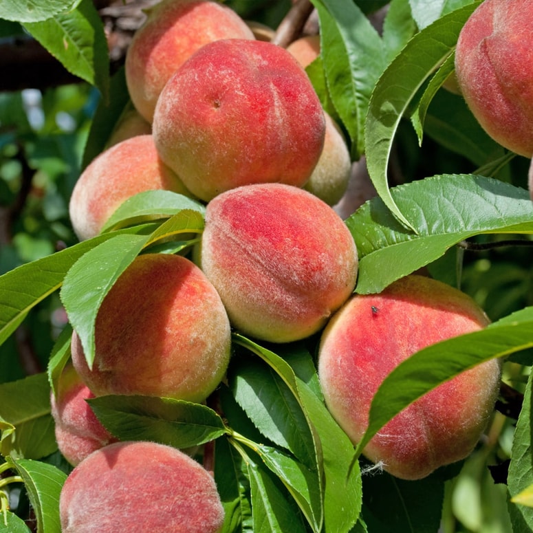 Glavna fotografija članka:V kozmetiki je breskev pogosta sestavina krem in obraznih mask