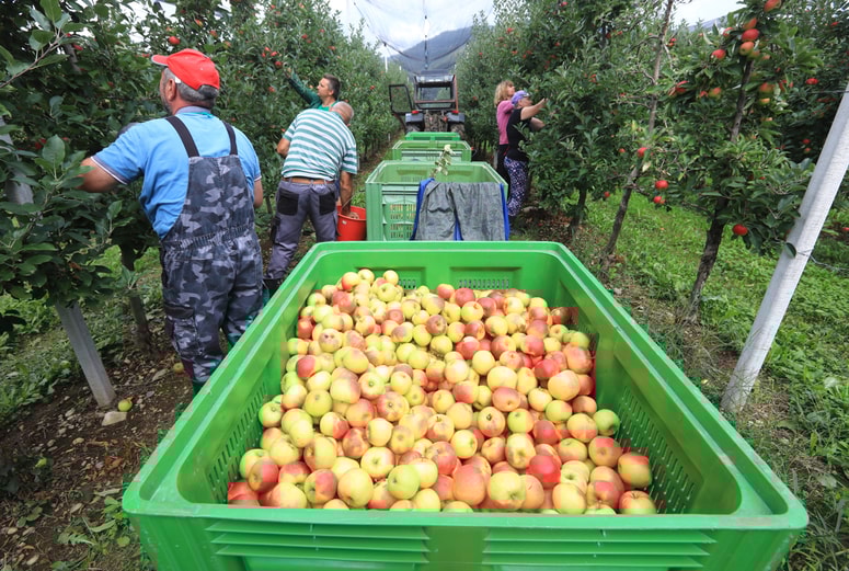 Pridelava sadja je izpostavljena nenehnim vremenskim vplivom. Zaradi pogostih pozeb bi bilo oroševanje nujno na vseh intenzivnih nasadih. 