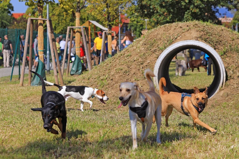 Glavna fotografija članka:(FOTO) Maribor končno dobil pasji park