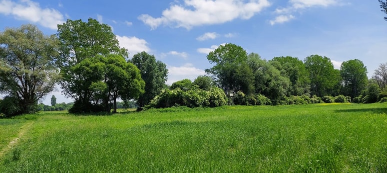 Mejice so zadnja pribežališča mnogih organizmov. 